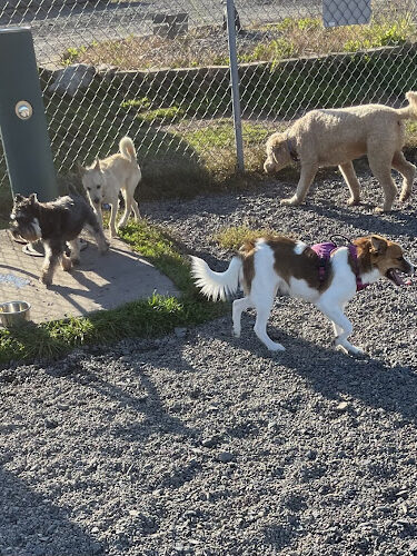 Bailey’s Dog Park
