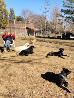 Clinton Dog Park