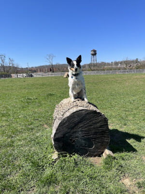 Carden Farm Dog Park