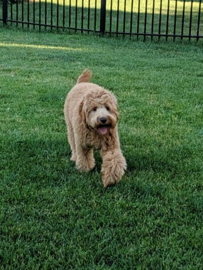 Civic Center Park-Dog Park - Clinton Township,