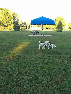 Civic Center Park-Dog Park