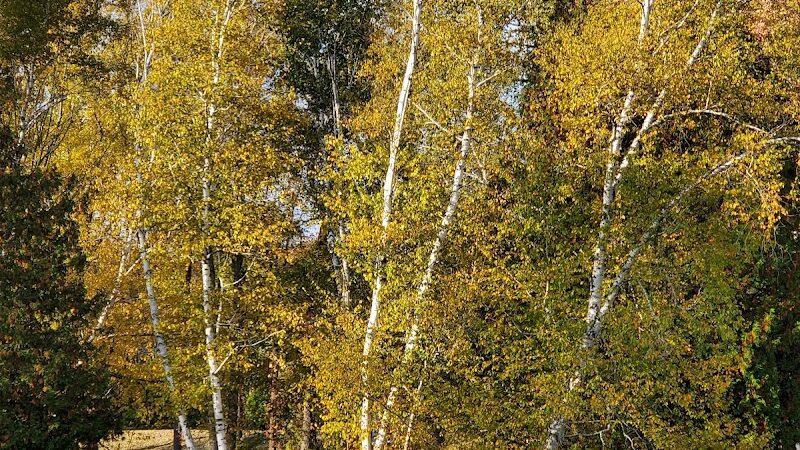 Buell Lake County Park - Clio, MI