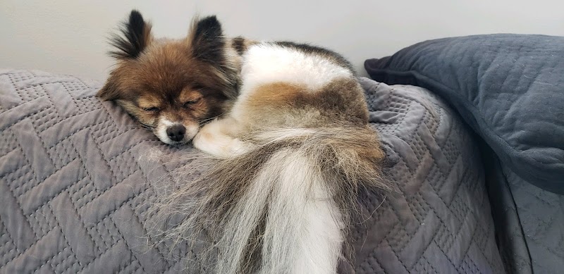 Doggy Depot Grooming Salon - Clio, MI