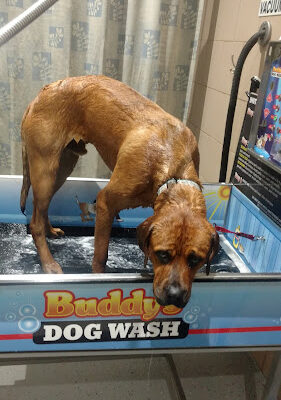 Buddys Dog Wash