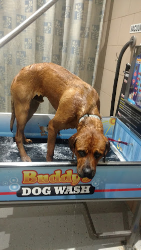 Buddys Dog Wash
