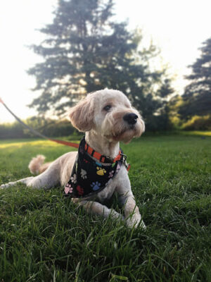 Doggy Depot Grooming Salon