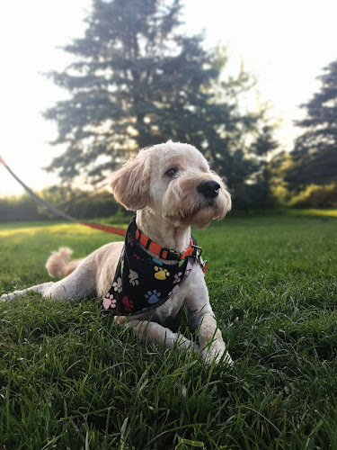 Doggy Depot Grooming Salon