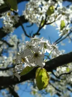 Clover Community Park