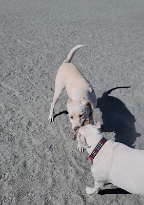 Coalinga Dog Park - Coalinga, CA