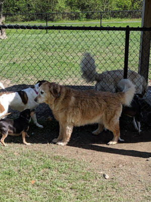 Town of Colonie Dog Park