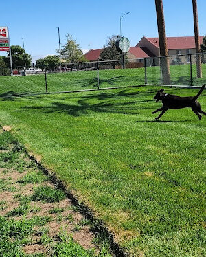 Oasis Travel Center Dog Park