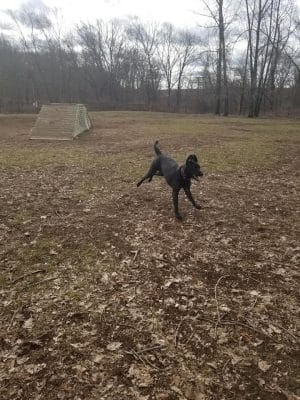 Colchester Dog Park