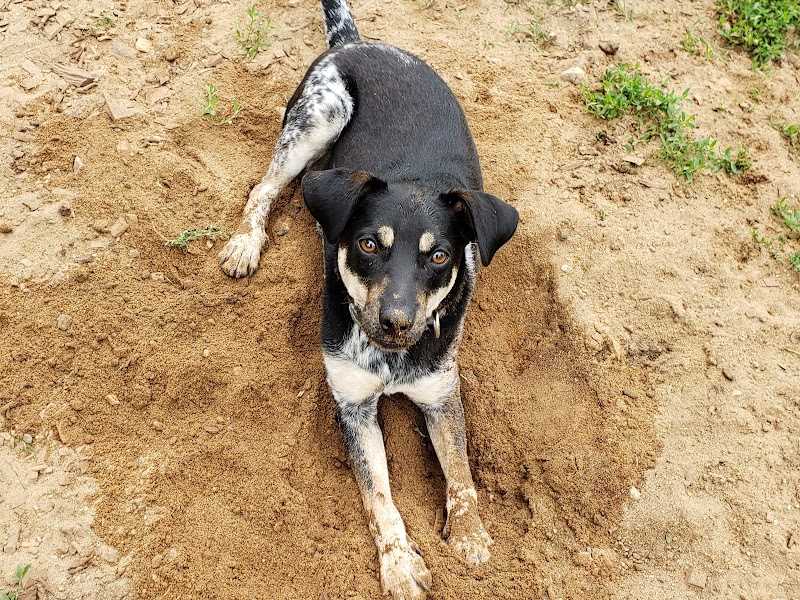 Colchester Dog Park - Colchester, CT