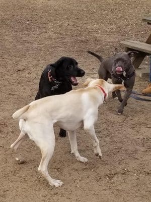 Colchester Dog Park