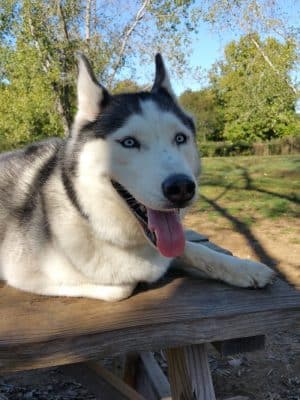 Colchester Dog Park
