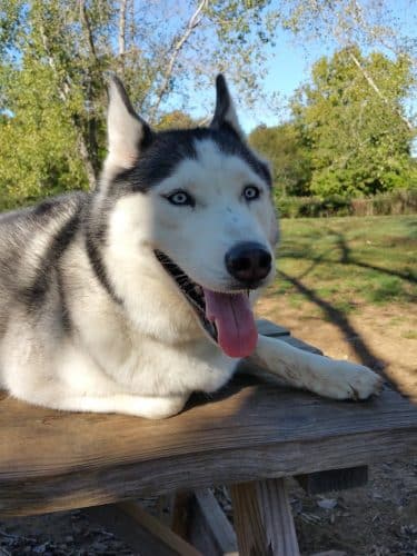 Colchester Dog Park