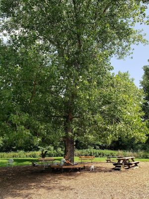Colchester Dog Park