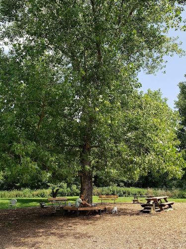 Colchester Dog Park