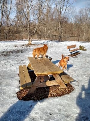 Colchester Dog Park