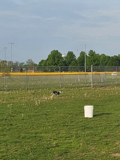 Coldwater dog park - Coldwater, MI