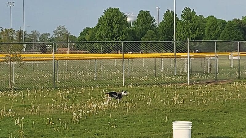 Coldwater dog park - Coldwater, MI