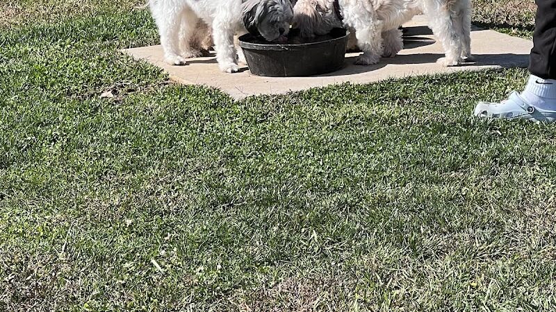 Public dog park - Coldwater,