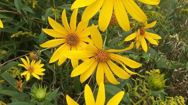Salt River Park - Coleman, MI