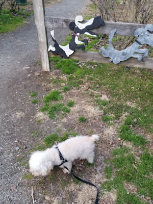 South Fulton Dog Park: Canine Crossing