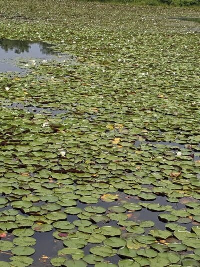 Lake Artemesia Natural Area - College Park, MD