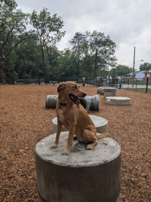 Hollywood Dog Park