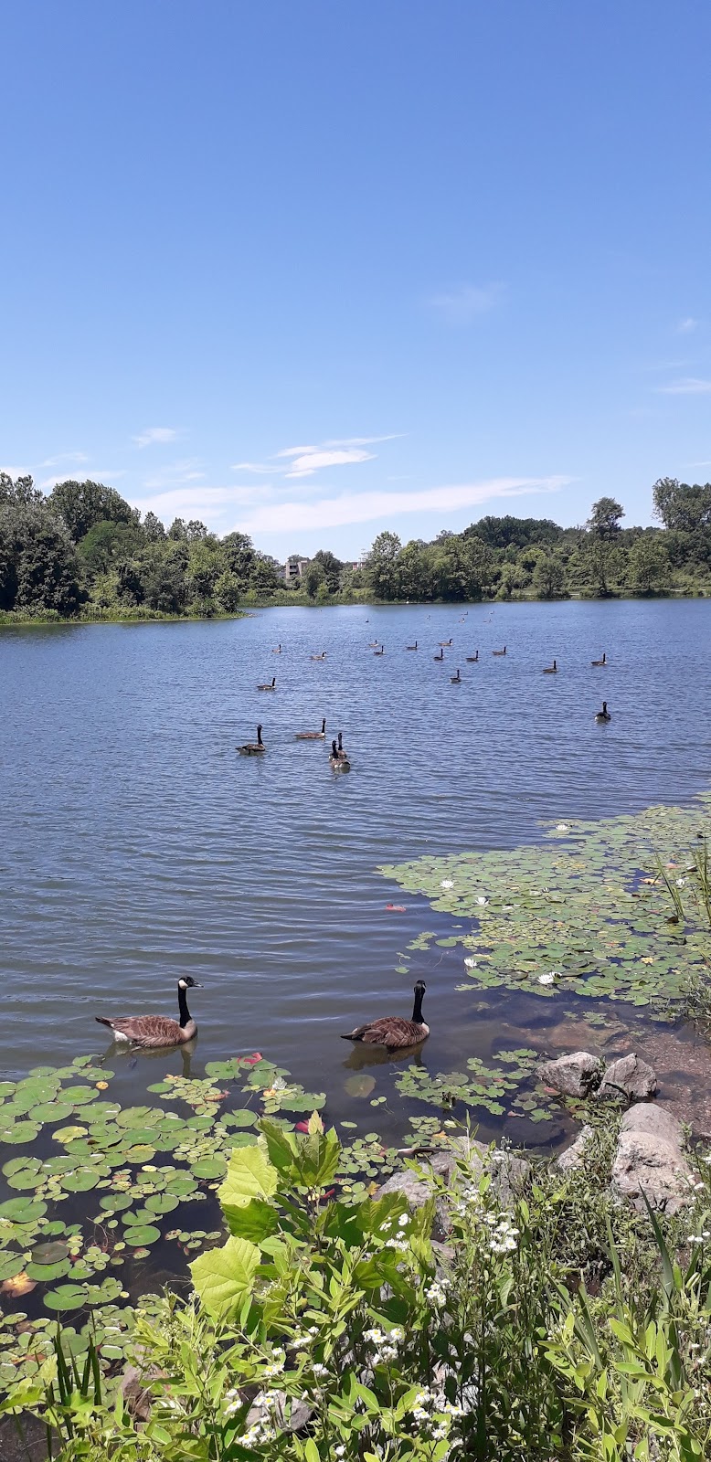 Lake Artemesia Natural Area - College Park, MD