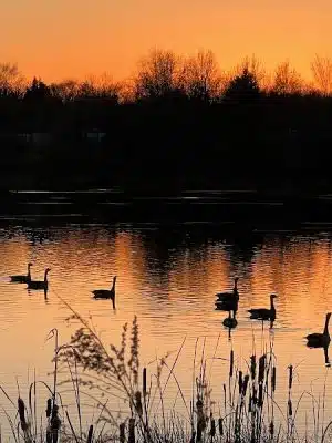 Lake Artemesia Natural Area