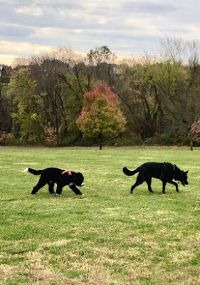 Anderson Farm Park cricket