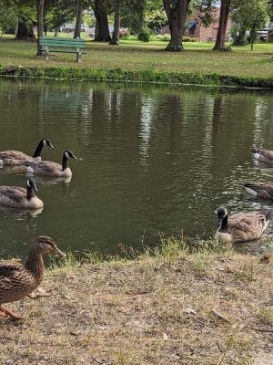 Knight Park