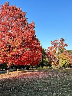 Knight Park