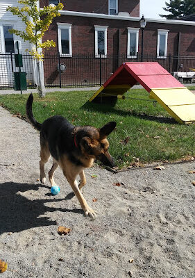 Mutts on Main Dog Park Members Only