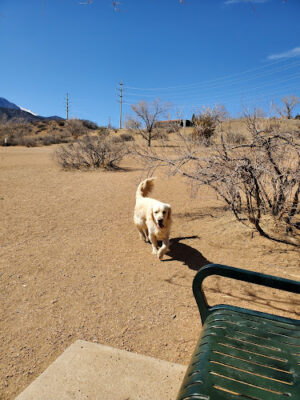 Bear Creek Dog Park