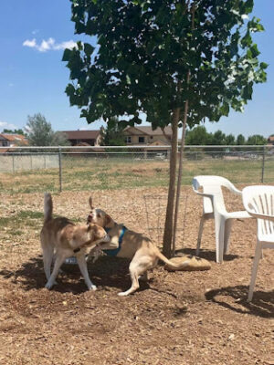 Cheyenne Meadows Dog Park