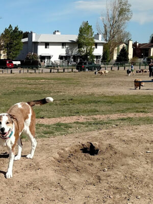 Eastridge Dog Park