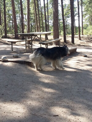 Fox Run Dog Park