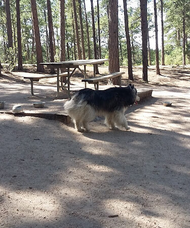 Fox Run Dog Park