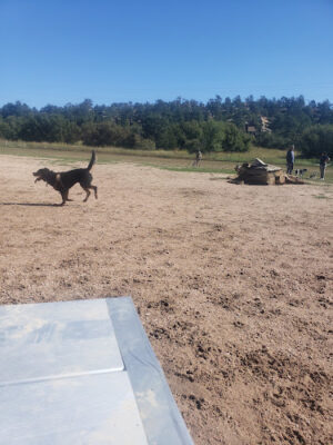 Palmer Park Dog Park