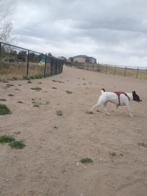 Wolf Ranch Dog Park