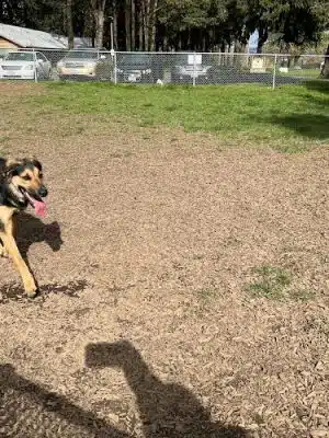 Columbia City Dog Park - Columbia City, OR