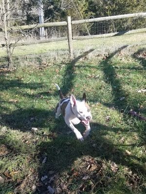Dog Park