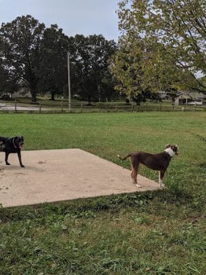 Dog Park