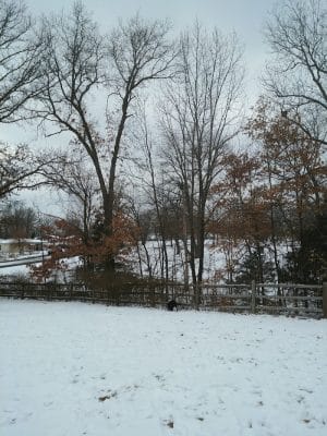Dog Park