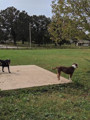 Dog Park
