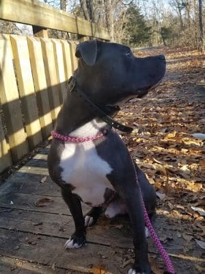 Dog Park