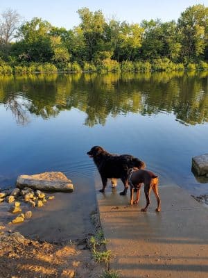 Twin Lakes Dog Park